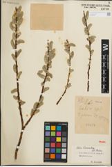 Foto von Salix iliensis Regel